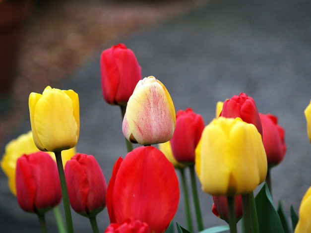 Обои картинки фото цветы, тюльпаны