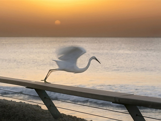 Обои картинки фото koba, ночь, животные, цапли