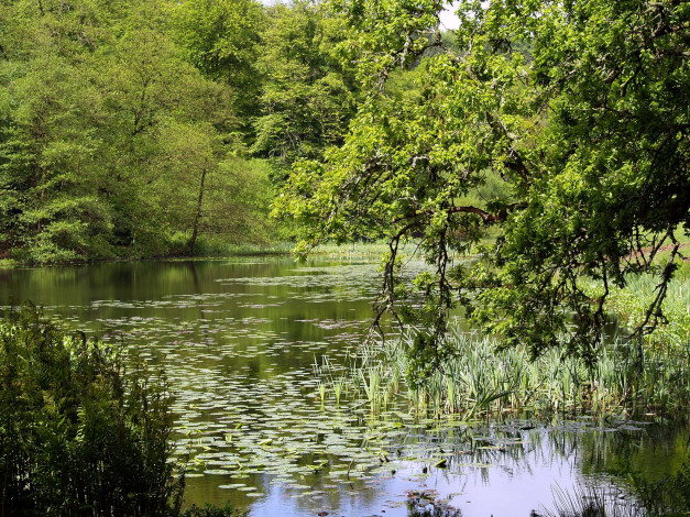 Обои картинки фото природа