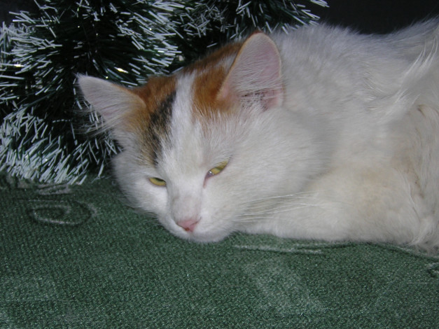 Обои картинки фото животные, коты