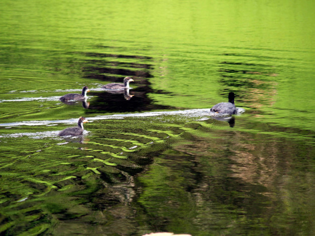 Обои картинки фото животные, утки