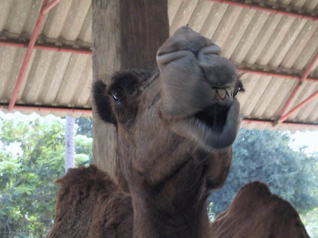 Обои картинки фото животные, верблюды