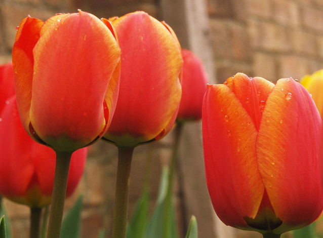 Обои картинки фото цветы, тюльпаны