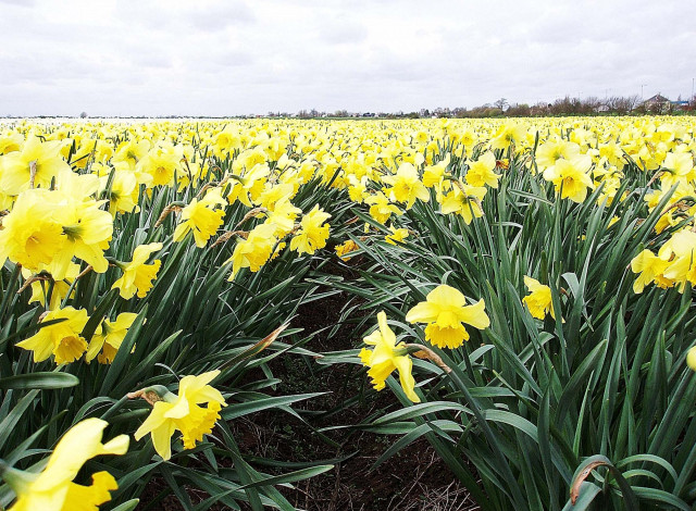 Обои картинки фото цветы, нарциссы