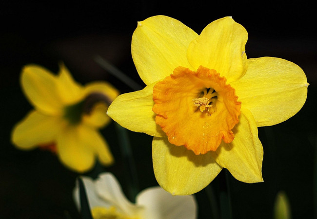 Обои картинки фото цветы, нарциссы