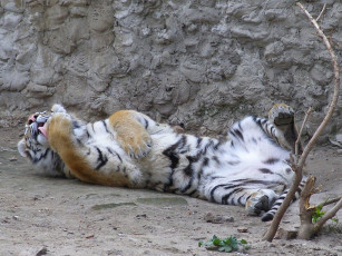 Картинка животные тигры