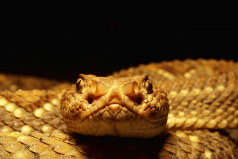 Картинка животные змеи питоны кобры