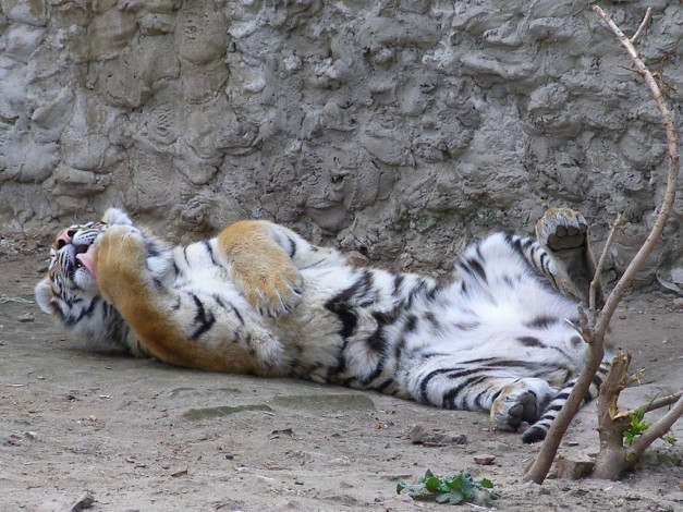 Обои картинки фото животные, тигры