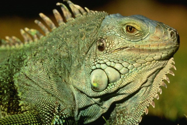 Обои картинки фото животные, Ящерицы, игуаны, вараны