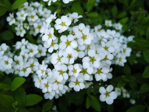 Картинка цветы цветущие деревья кустарники