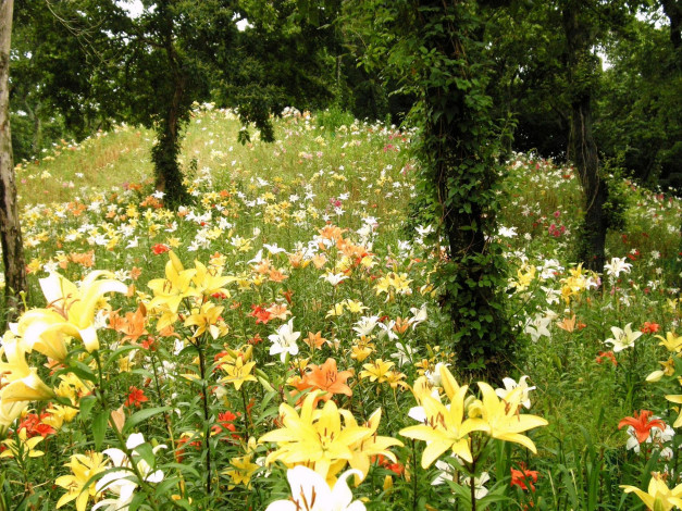 Обои картинки фото цветы, лилии, лилейники