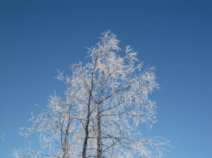 Картинка природа деревья ветки иней небо