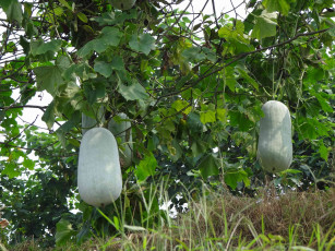 Картинка природа плоды тыквы