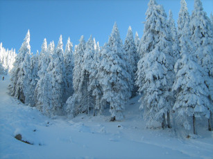 Картинка природа зима снег деревья