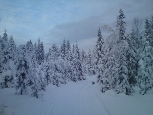 Картинка природа зима снег деревья дорога