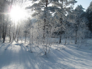 Картинка природа зима снег лес