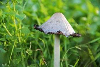 Картинка природа грибы грибок