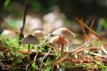 Картинка природа грибы семейка