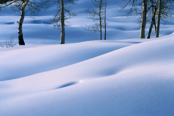 Картинка природа зима снег деревья