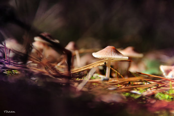 Картинка природа грибы шляпка