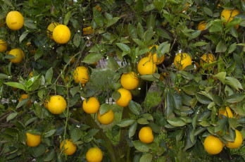 Картинка природа плоды апельсины