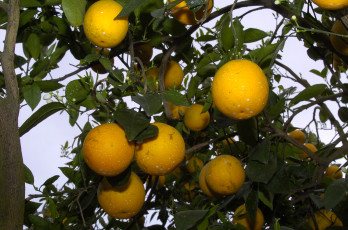 Картинка природа плоды апельсины