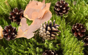 Картинка природа шишки жёлуди каштаны кора трава