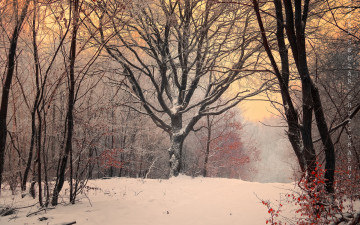 Картинка природа зима снег лес