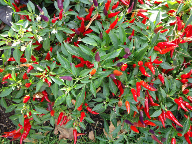 Обои картинки фото природа, плоды, перец