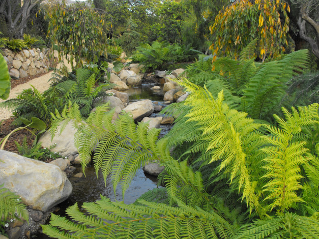 Обои картинки фото природа, реки, озера, папоротник, камни, ручей