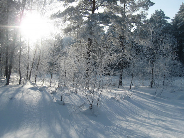 Обои картинки фото природа, зима, снег, лес