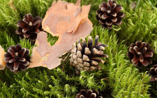 Обои картинки фото природа, шишки, жёлуди, каштаны, кора, трава