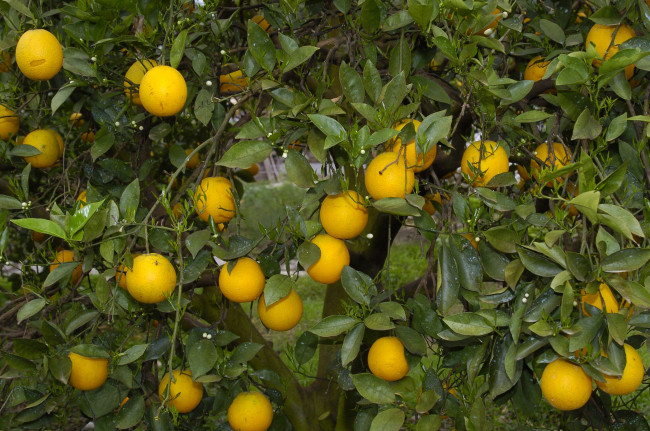 Обои картинки фото природа, плоды, апельсины