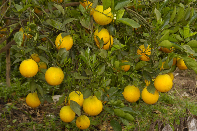 Обои картинки фото природа, плоды, апельсины