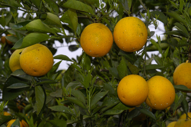 Обои картинки фото природа, плоды, апельсины