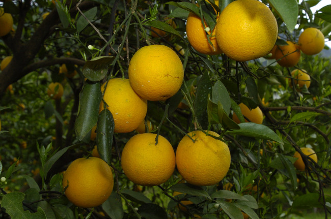 Обои картинки фото природа, плоды, апельсины