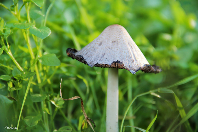 Обои картинки фото природа, грибы, грибок