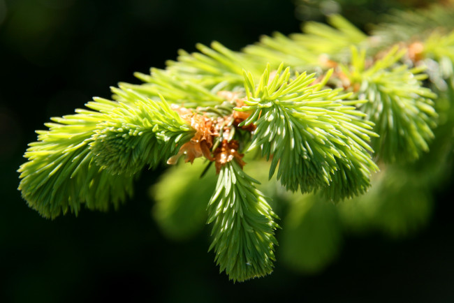 Обои картинки фото природа, макро, ветка, хвоя, лапа, пихта, иголки