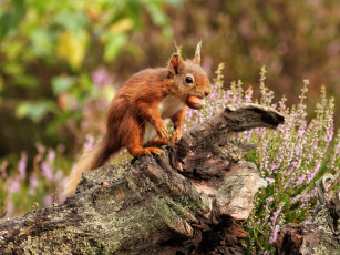 Картинка животные белки белка