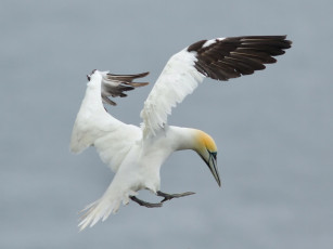 Картинка животные олуши олуш