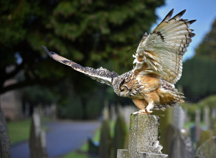 Картинка животные совы сова