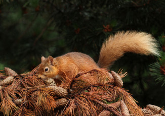 Картинка животные белки белка