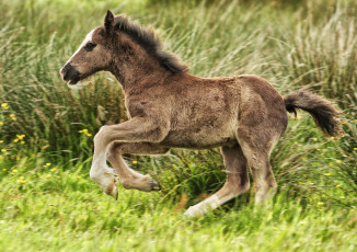 Картинка животные лошади жеребенок