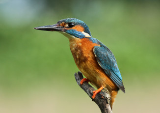 Картинка животные зимородки рыболов