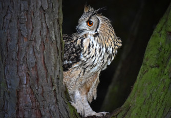 Картинка животные совы сова