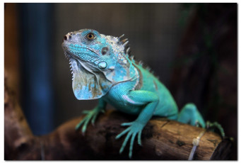 Картинка животные Ящерицы +игуаны +вараны игуана