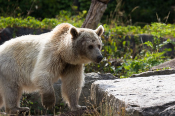 Картинка животные медведи морда