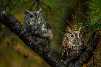 Картинка животные совы совята