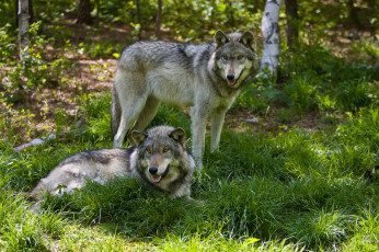 Картинка животные волки +койоты +шакалы