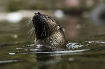 Картинка животные выдры +каланы +ондатры выдра мордочка усы водоём купание